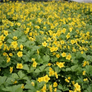 Guldjordbær (Waldsteinia ternata)