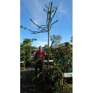 Slangegran (Picea abies ‘Virgata’)