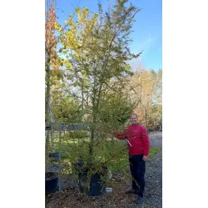 Antarktisk sydbøg (Nothofagus antarctica)