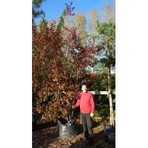 Paradisæble ‘Rudolph’ (Malus hybrid)