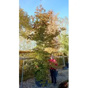 Rødbøg (Fagus sylvatica ‘Purpureum’)