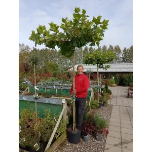 Platan (Platanus acerifolia)
