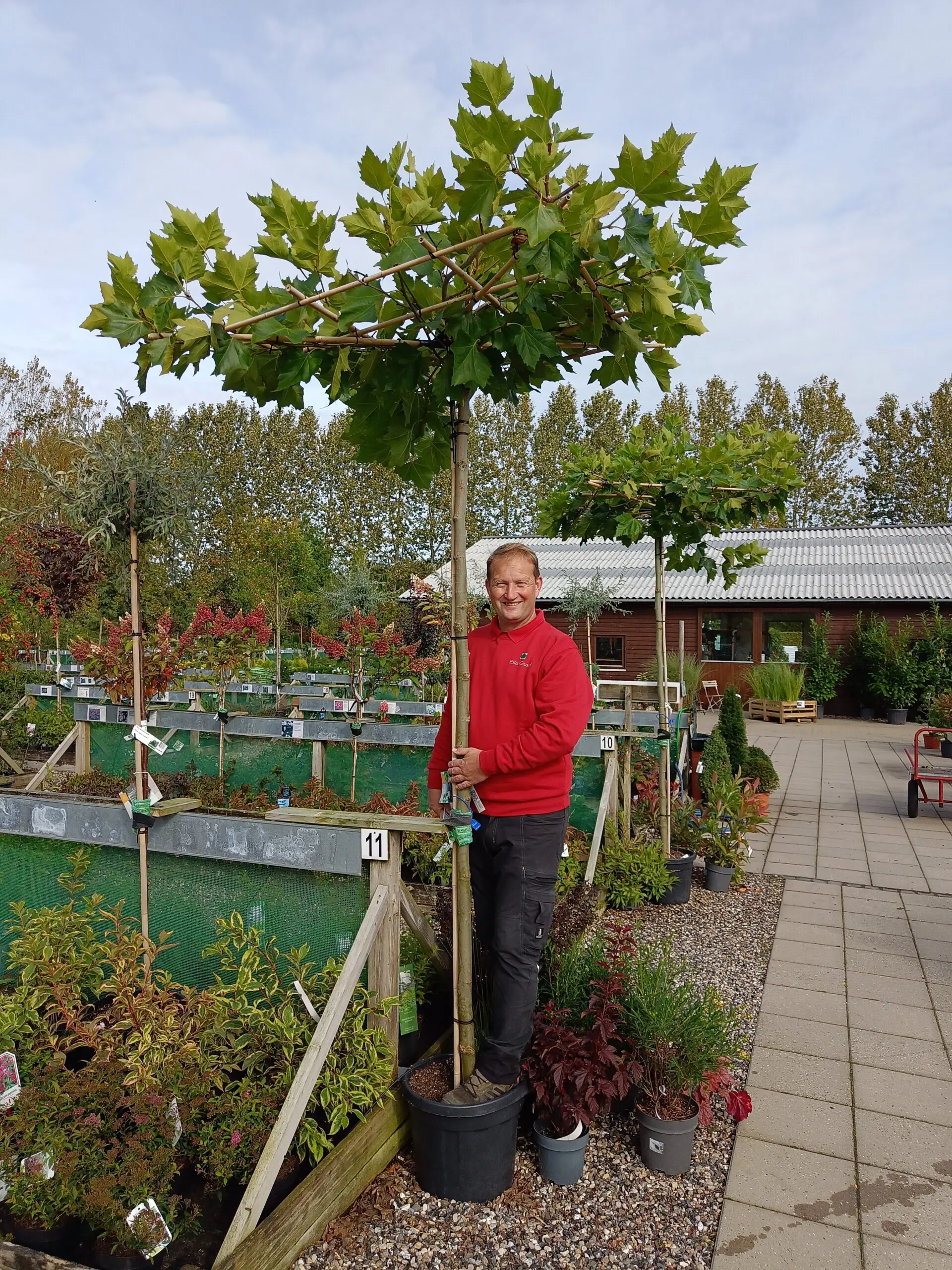 Platan (Platanus acerifolia)