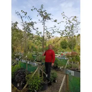 Paradisæble ‘Professor Sprenger’ (Malus baccata)