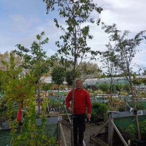 Paradisæble ‘Street Parade’ (Malus baccata)