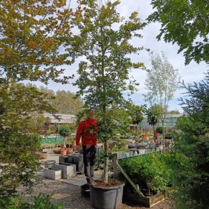 Bøg (Fagus sylvatica)