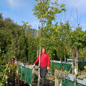 Valnød (Juglans regia)