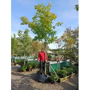 Rød-eg (Quercus rubra)