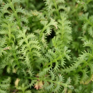 Trædebregne (Leptinella squalida)