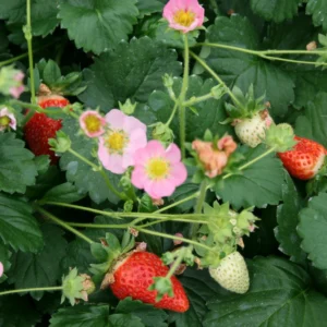 Prydjordbær (Fragaria ‘Pink’)