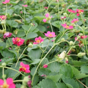 Prydjordbær (Fragaria ‘Deep Rose’)