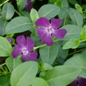 Vintergrøn lilla (Vinca minor ‘Rubin’)