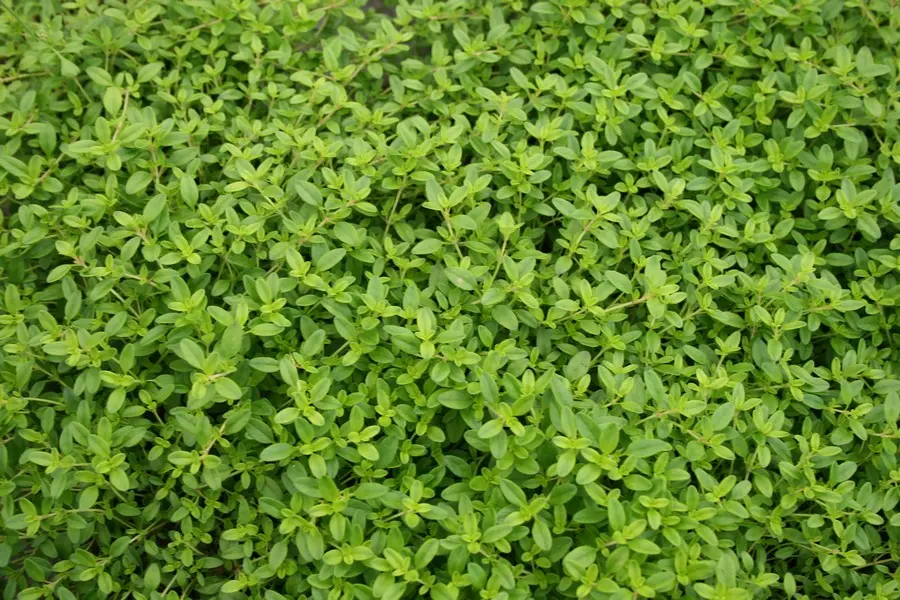 Timian, Citron-timian (Thymus citriodorus ‘Aureus’)