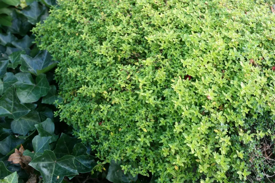 Timian, Citron-timian (Thymus citriodorus ‘Aureus’)