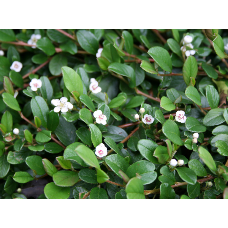 Dværgmispel krybende (Cotoneaster ‘Rami’)