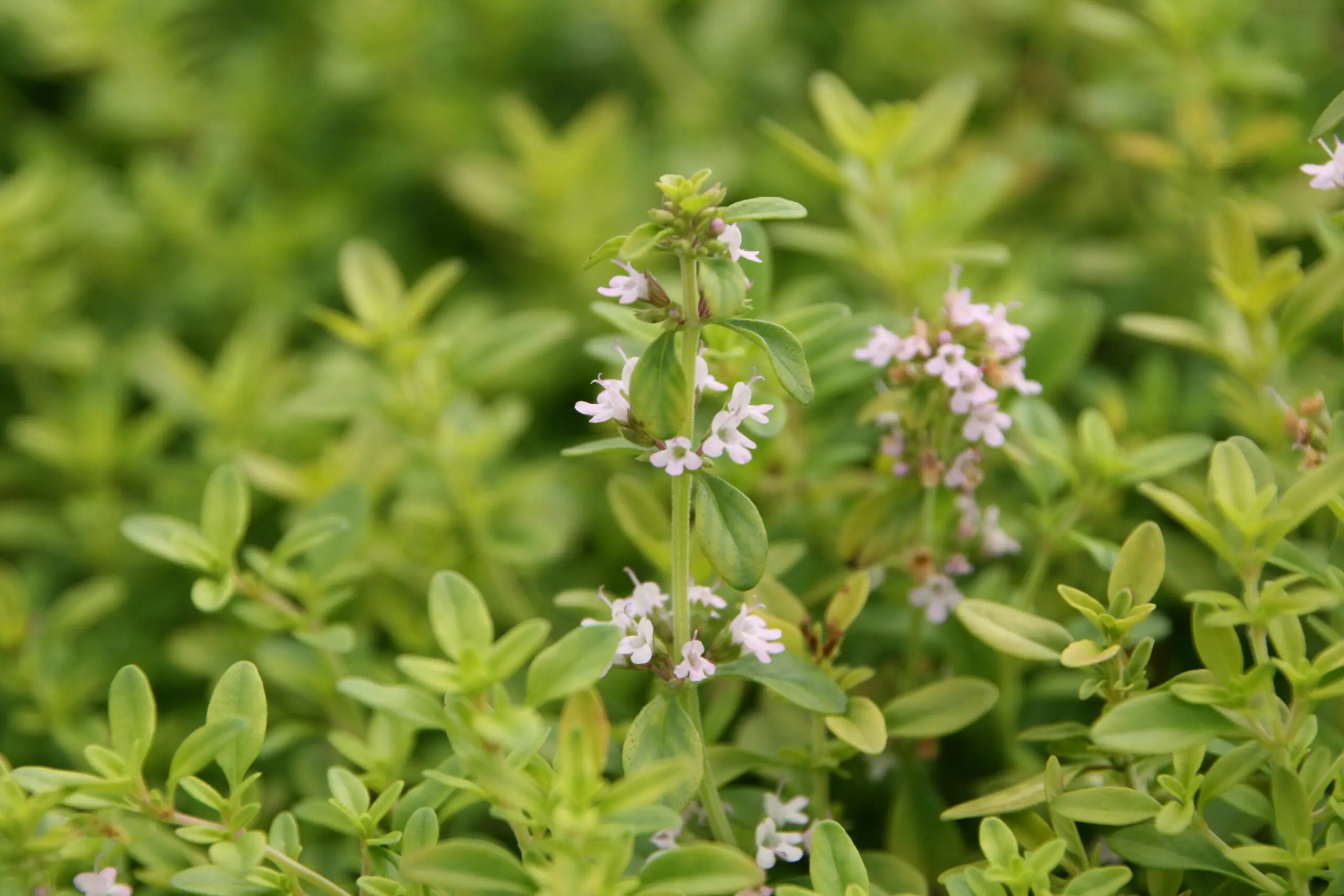 Timian, Citron-timian (Thymus citriodorus ‘Aureus’)