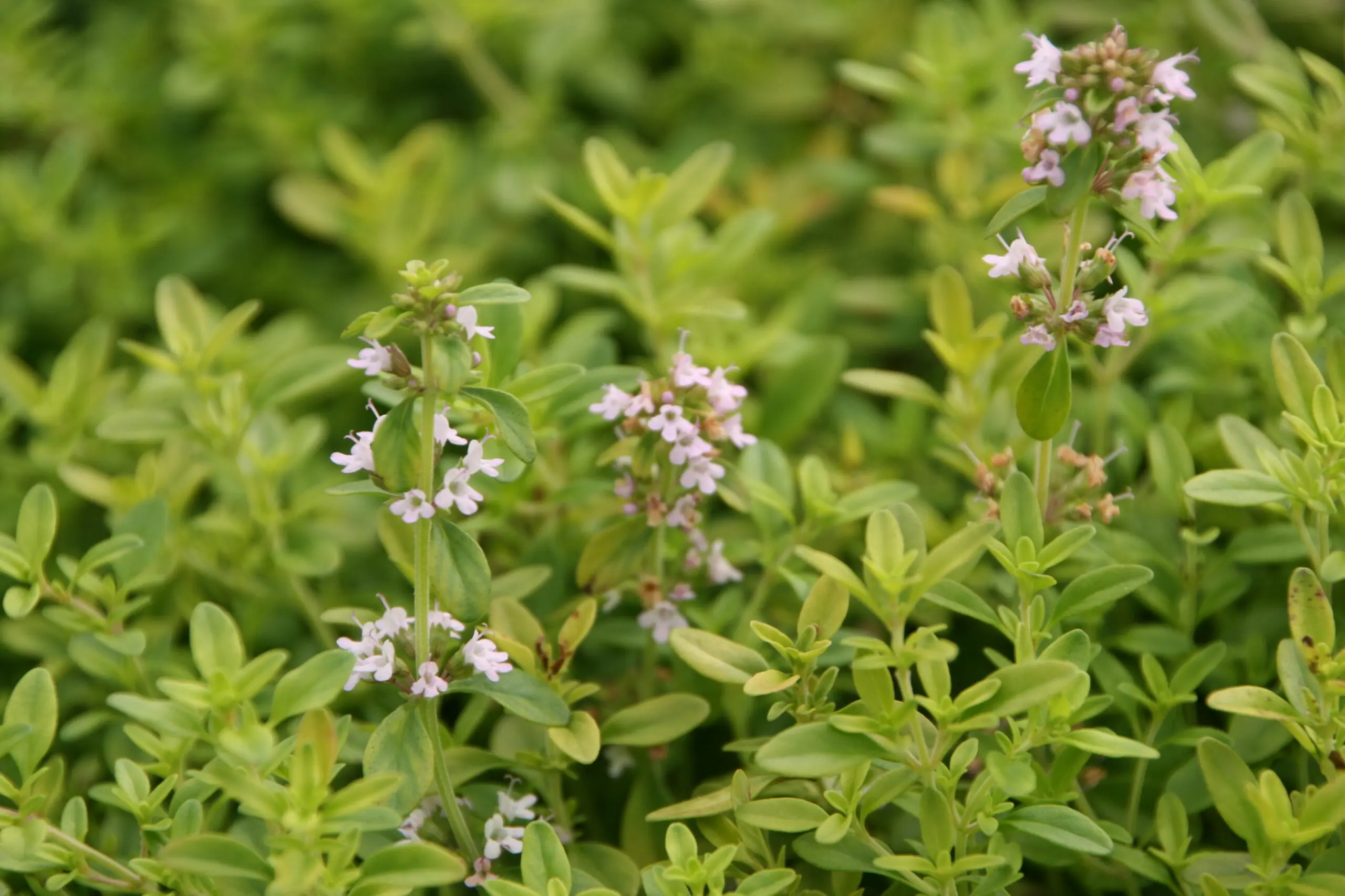 Timian, Citron-timian (Thymus citriodorus ‘Aureus’)