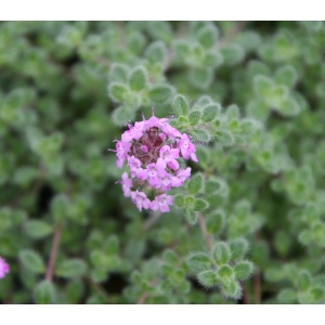 Biodiversitet