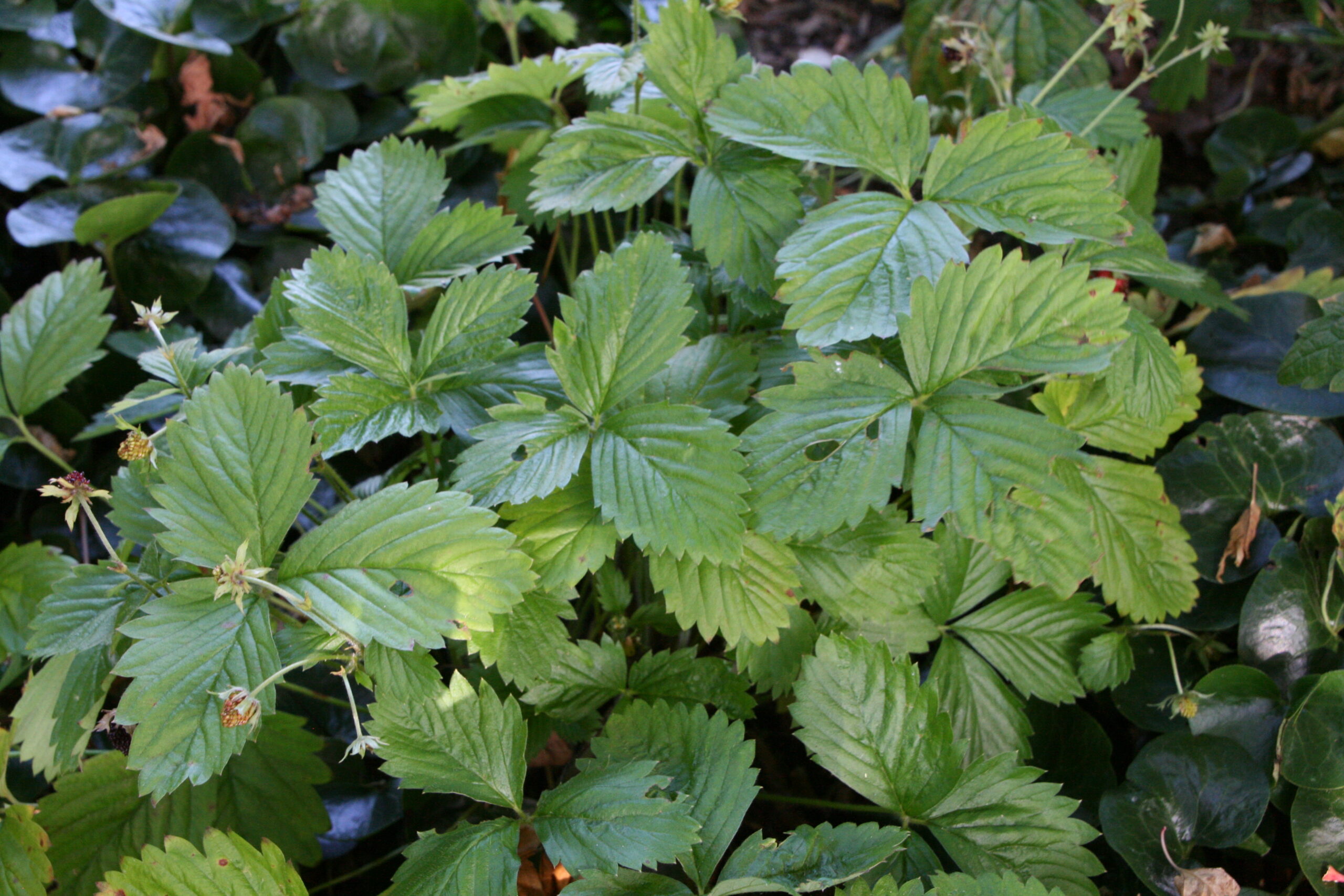 Skovjordbær (Fragaria ‘Rügen’)