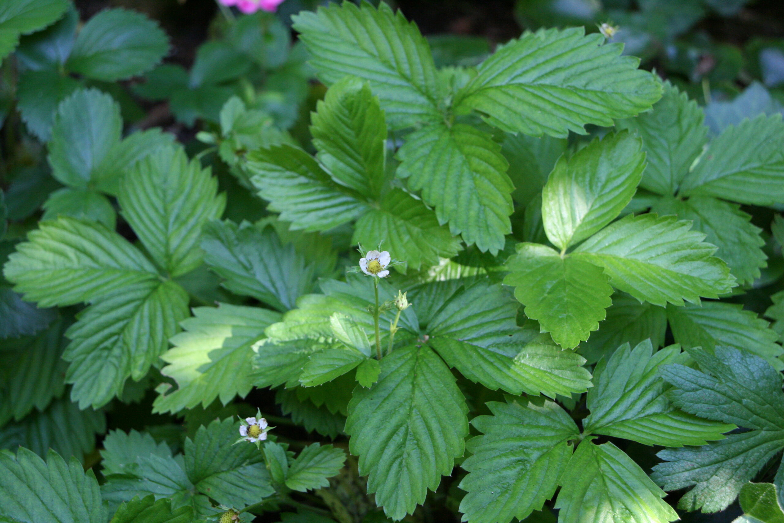 Skovjordbær (Fragaria ‘Rügen’)