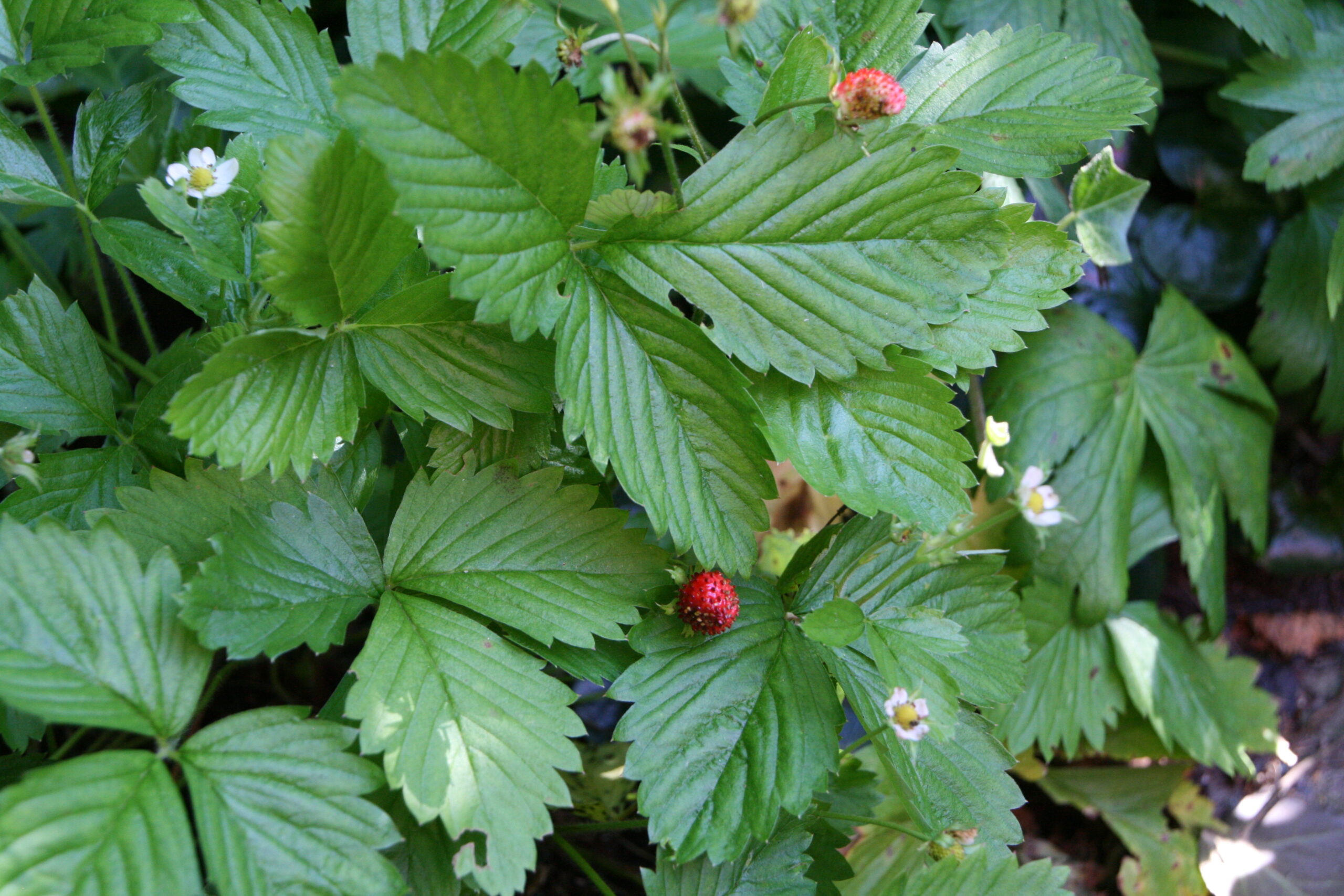 Skovjordbær (Fragaria ‘Rügen’)