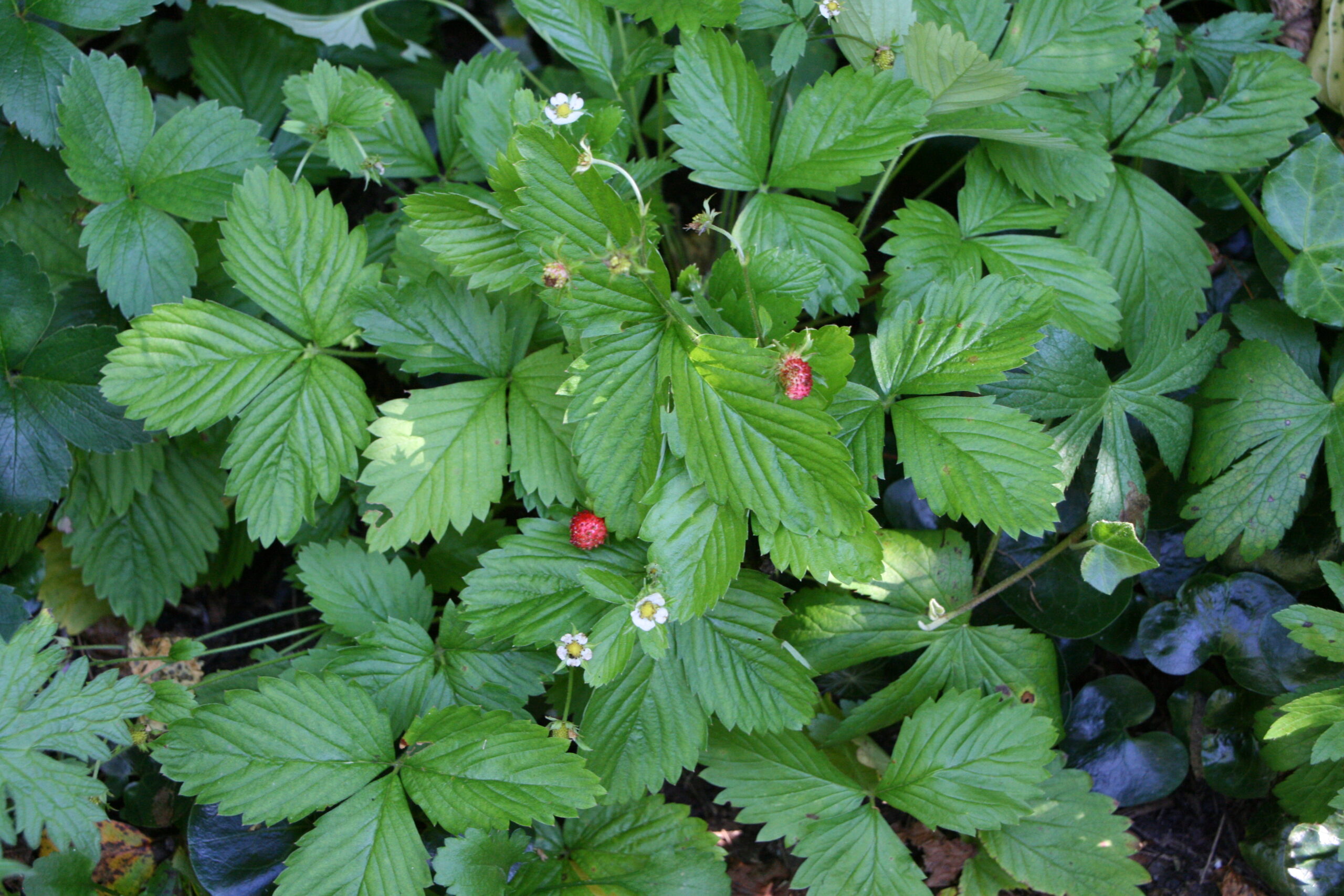 Skovjordbær (Fragaria ‘Rügen’)