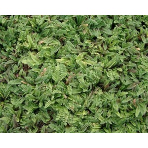 Trædebregne (Leptinella 'Potentillina')