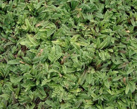 Trædebregne (Leptinella 'Potentillina')