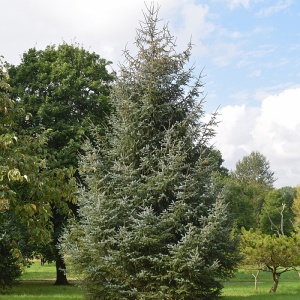 Sitkagran (Picea sitchensis) flere størrelser (bundt m/ 25 stk)