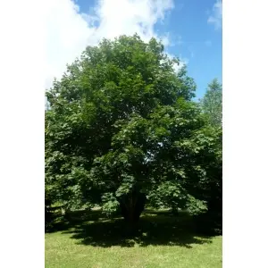 Spidsløn (Acer platanoides)
