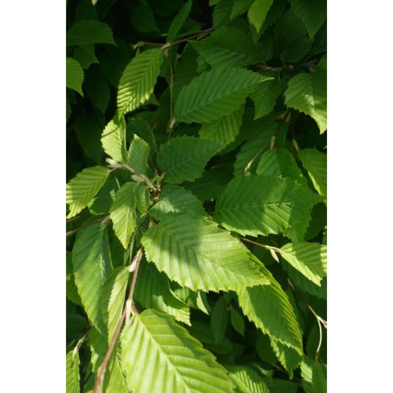 Avnbøg (Carpinus betulus) - Ellengaard - Planteskole & Anlægsgartneri