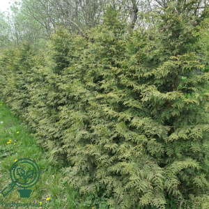 Thuja 'Brabant' (Thuja occidentalis)