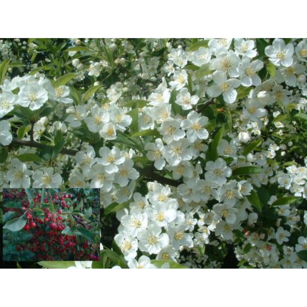Sargentsæble (Malus sargentii) - Ellengaard - Planteskole & Anlægsgartneri