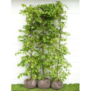Bøg (Fagus sylvatica)