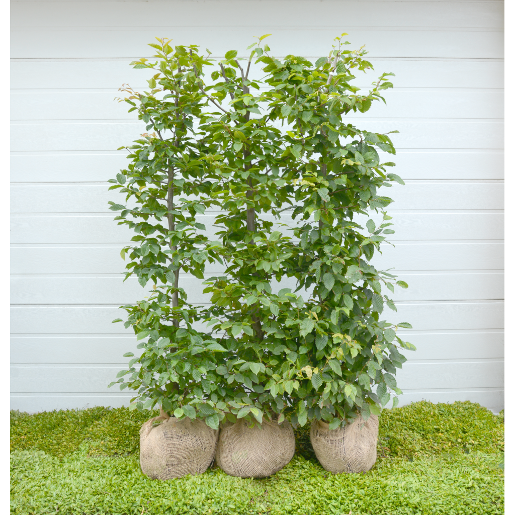 Avnbøg (Carpinus betulus) - Ellengaard - Planteskole & Anlægsgartneri