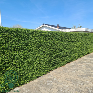 Liguster ´Liga´ 60-80 cm (3-5 grene) (bundt m/ 10 stk)