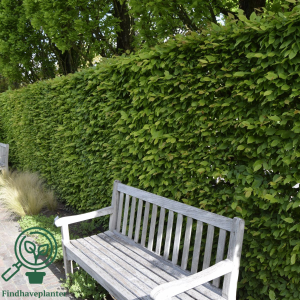 Avnbøg (Carpinus betulus) 30-80cm (bundt m/ 25 stk)