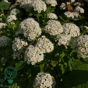 Birkebladet spiræa (Spiraea betulifolia 'Tor') 15-30 cm (Bundt m/ 10 stk)
