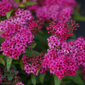 Spiræa (Spiraea 'Anthony Waterer') 20-40 cm (Bundt m/ 10 stk)