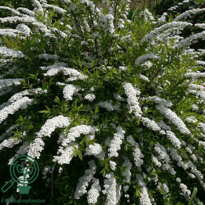 Snedrivebusk (Spiraea cinerea 'Grefsheim') 30-50 cm (Bundt m/ 25 stk)