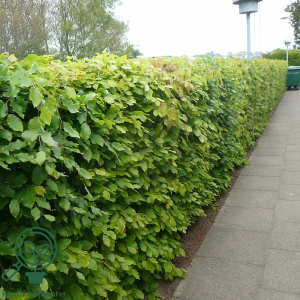 Bøg (Fagus sylvatica)