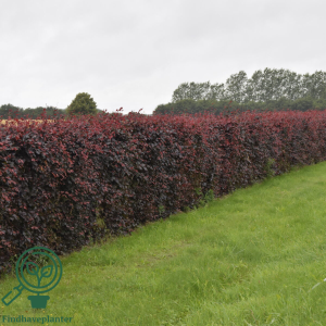 Rød bøg (Fagus s. 'Purpurea') (Bundt m/ 10 stk)