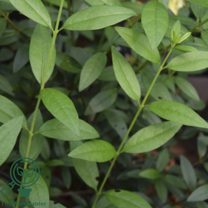 Liguster 'Atrovirens Select' Flere størrelser (bundt m/10 styk)