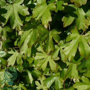 Naur 80-120 cm (Acer campestre) (Bundt m/ 10 stk)