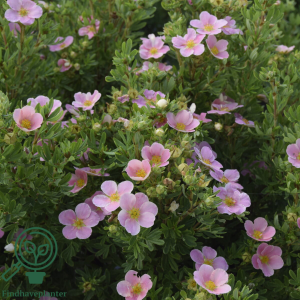 Potentilla 'Lovely Pink' 20-40cm  (Bundt m/ 10 stk)