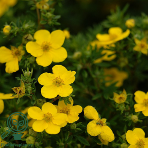 Potentilla 'Goldfinger' 30-50cm (Bundt med 10 stk)