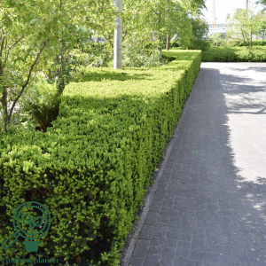 Taks (Taxus baccata) 15-30 cm (Bundt m/ 25 stk)