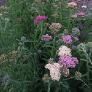 Røllike ACHILLEA mil. 'Summer Pastels' - bakke med 28 styk.