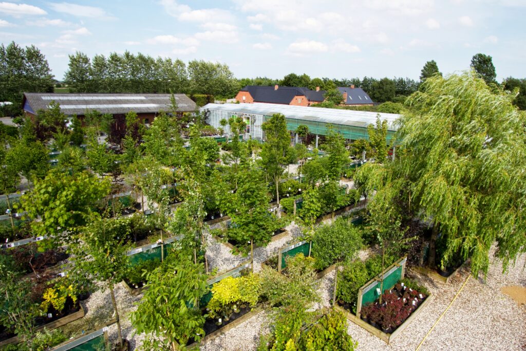 Rækker af træer og buske i potter i planteskolen med et hængende piletræ