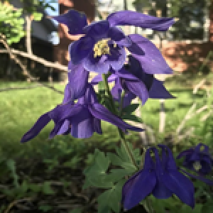 Akeleje - AQUILEGIA alpina - 28 styks bakke